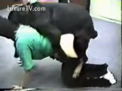 His owner is beaten by a large rottweiler.